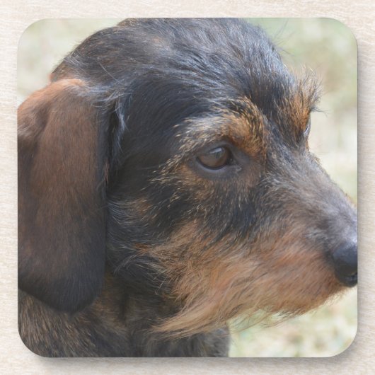 かわいいワイヤー髪のDashchund コースター (正面)