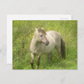 かわいいワイルドホースDIYはがき ポストカード (正面/裏面)