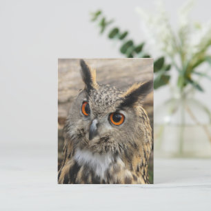 かわいいワシのフクロウ ポストカード