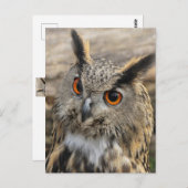 かわいいワシのフクロウ ポストカード (正面/裏面)