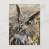 かわいいワシのフクロウ ポストカード (正面)