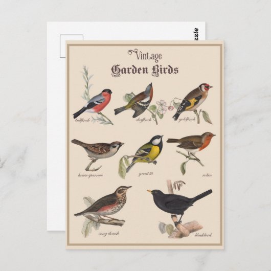 かわいいヴィンテージガーデンバード ポストカード (正面/裏面)