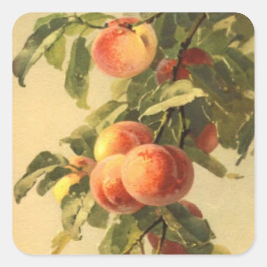 かわいいヴィンテージフルーツ桃ラバーズスクエアステッカー スクエアシール (正面)