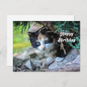 かわいい三毛猫の写真 誕生日 ポストカード (正面/裏面)