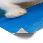 かわいい三毛猫ネコおもしろいネコの写真 –  ポスター (角)