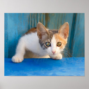 かわいい三毛猫ネコおもしろいネコの写真 – ポスター