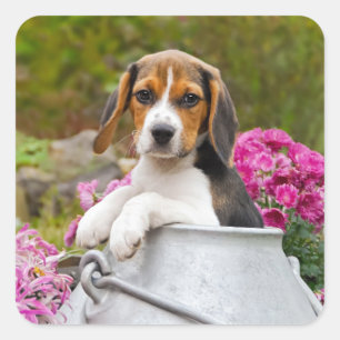 かわいい三色ビーグル犬の子犬がミルク缶でペットに スクエアシール