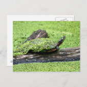 かわいい亀は緑に覆われておもしろい。 ポストカード (正面/裏面)