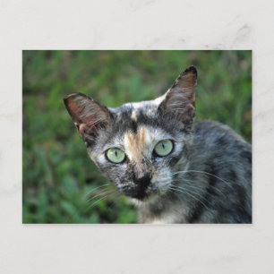 かわいい亀仙の猫写真 ポストカード
