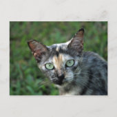 かわいい亀仙の猫写真 ポストカード (正面)