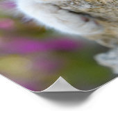 かわいい二色猫ネコ花ペット写真 –  ポスター (角)