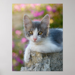 かわいい二色猫ネコ花ペット写真 – ポスター
