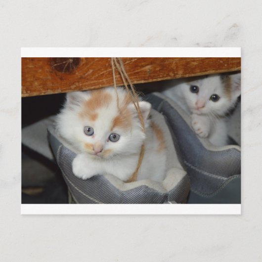 かわいい仔猫 ネコ 動物 ペット 猫 ポストカード (正面)