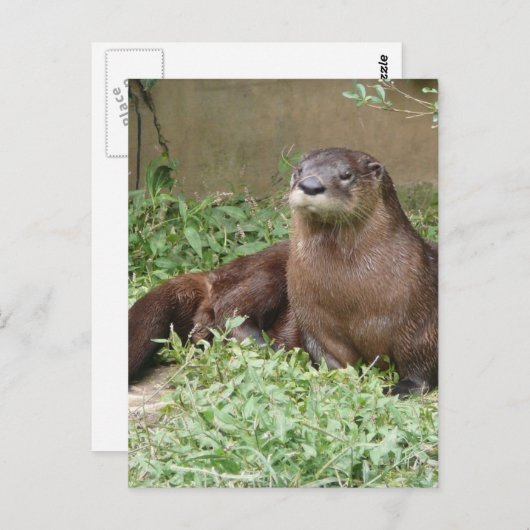 かわいい写真はがき ポストカード (正面/裏面)