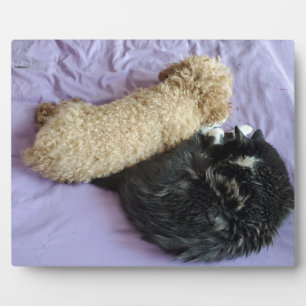 かわいい写真やペットおもしろい写真の追加 フォトプラーク