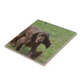 かわいい分野スパニエル犬 タイル (側面)