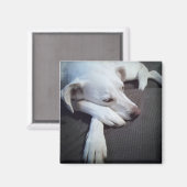 かわいい前足で眠る白犬の写真 マグネット (正面/裏面)