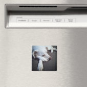 かわいい前足で眠る白犬の写真 マグネット (インサイチュ (食洗機))