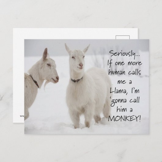 かわいい動おもしろい物のヤギのジョーク ポストカード (正面/裏面)