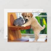 かわいい動物たち ポストカード (正面/裏面)