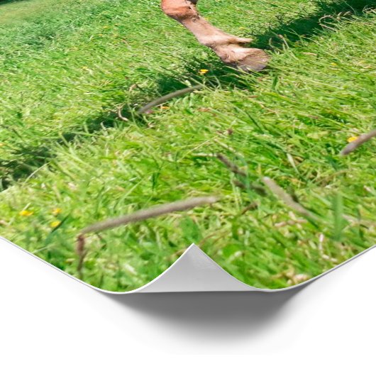 かわいい動物とハフリンガー走の馬おもしろい類 ポスター (角)