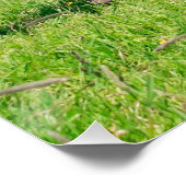 かわいい動物とハフリンガー走の馬おもしろい類 ポスター (コーナー)