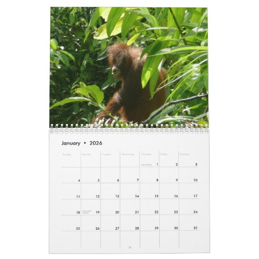 かわいい動物のオランウータンさんの写真 カレンダー (1月 2026)