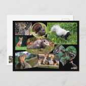 かわいい動物 ポストカード (正面/裏面)