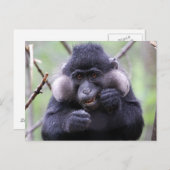 かわいい動物 ポストカード (正面/裏面)