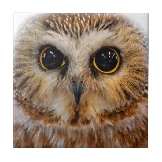 かわいい北のこぎりフクロウ タイル (正面)