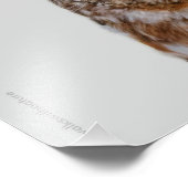 かわいい北のこぎりフクロウ フォトプリント            (角)