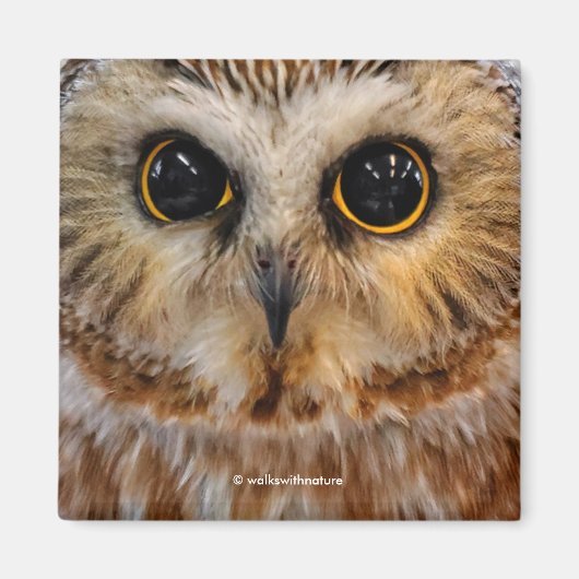 かわいい北のこぎりフクロウ マグネット (正面)