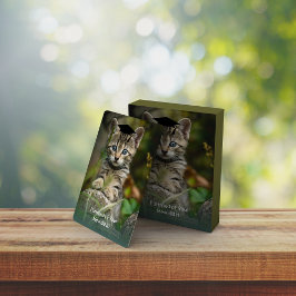 かわいい卒業生の子猫 トランプ