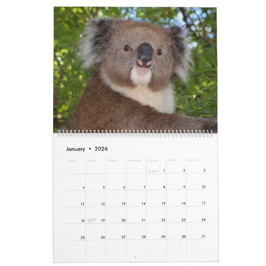 かわいい可愛いコアラ2026 カレンダー (1月 2026)