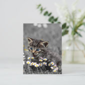 かわいい可愛い猫ネコ ポストカード (スタンド正面)