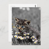 かわいい可愛い猫ネコ ポストカード (正面/裏面)