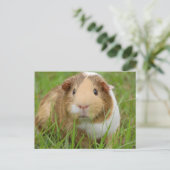 かわいい国内モルモット ポストカード (スタンド正面)