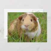かわいい国内モルモット ポストカード (正面/裏面)