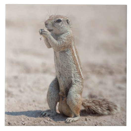 かわいい地面の平原 タイル (正面)