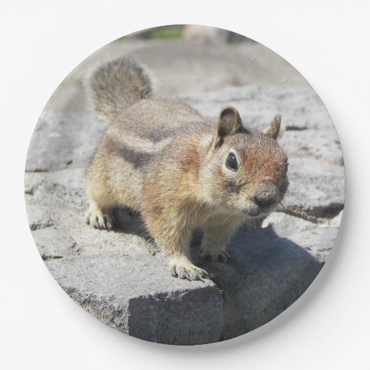 かわいい地面リスの自然写真 ペーパープレート (正面)