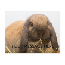 かわいい垂れ耳