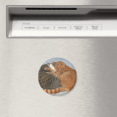 かわいい塊 マグネット (インサイチュ (食洗機))