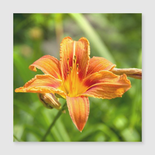かわいい大きなユリの花の写真 (正面)