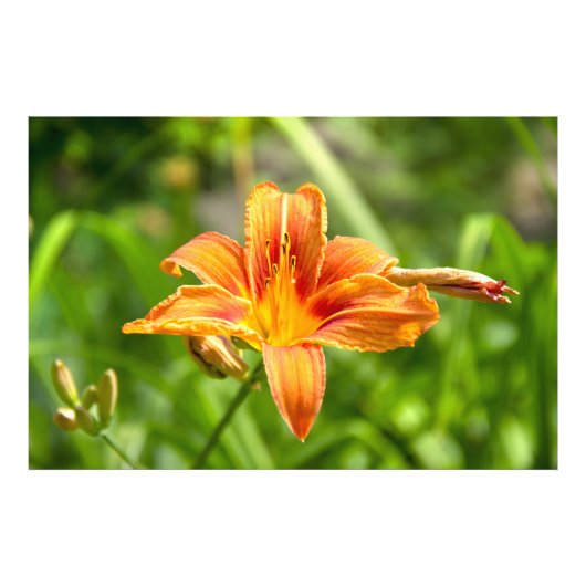 かわいい大きなユリの花の写真 フォトプリント            (正面)