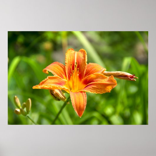 かわいい大きなユリの花の写真 ポスター (正面)