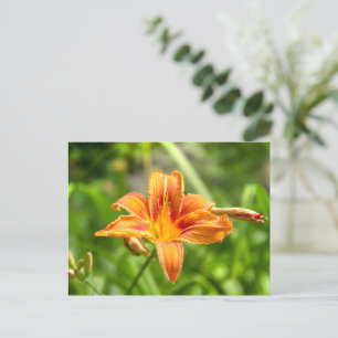 かわいい大きなユリの花の写真 ポストカード