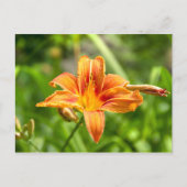 かわいい大きなユリの花の写真 ポストカード (正面)