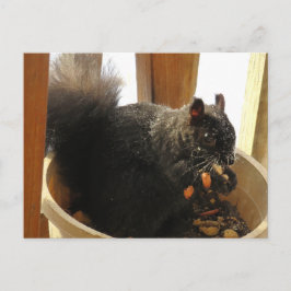 かわいい大きな目をした黒いリスがピーナッツを食べています ポストカード