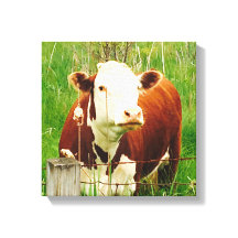 かわいい好奇心旺盛な牛4Carrie