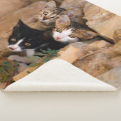 かわいい好奇心旺盛な3匹の子猫の顔の面白い写真 シェルパブランケット (3/4)